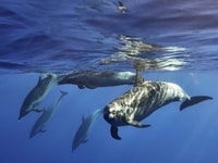 Waikiki, Monk Seal Bay Dolphin and Turtle Jet Snorkel Tour - Hizvo