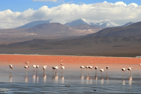 Uyuni: Uyuni Salt Flats and Red Lagoon 3-Day Tour Uyuni Salt Flats