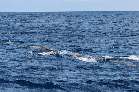 Observation privée, personnalisée et exclusive des baleines