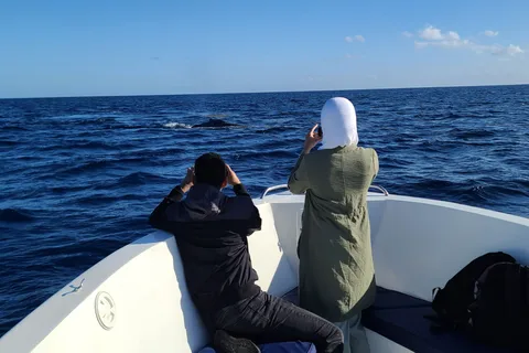 Osservazione di balene privata, personalizzata ed esclusiva