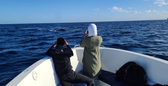 Private, Personalised & Exclusive Whale Watching