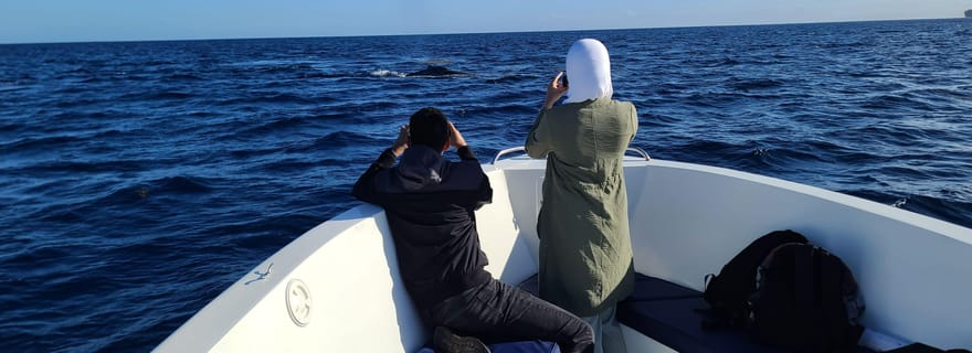Observation privée, personnalisée et exclusive des baleines