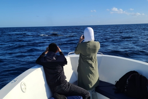 Privat, persönlich & exklusiv Whale Watching