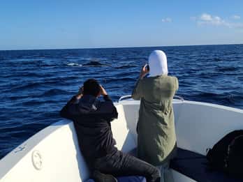 Avistamiento de ballenas privado, personalizado y exclusivo