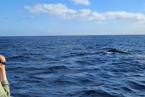 Observation privée, personnalisée et exclusive des baleines