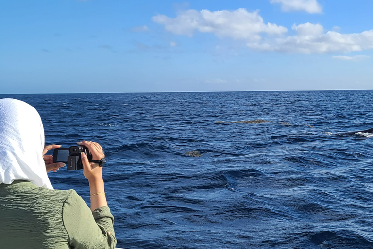 Observation privée, personnalisée et exclusive des baleines