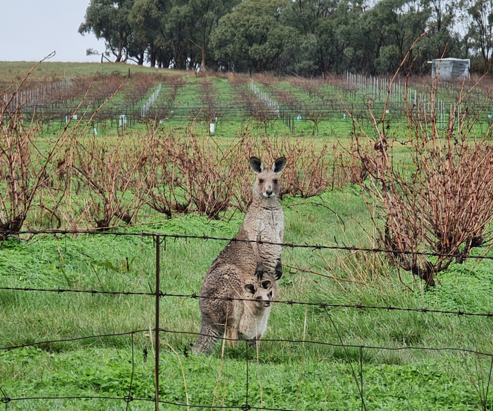 Clare Valley Day Tour: Shared Wine Tour
