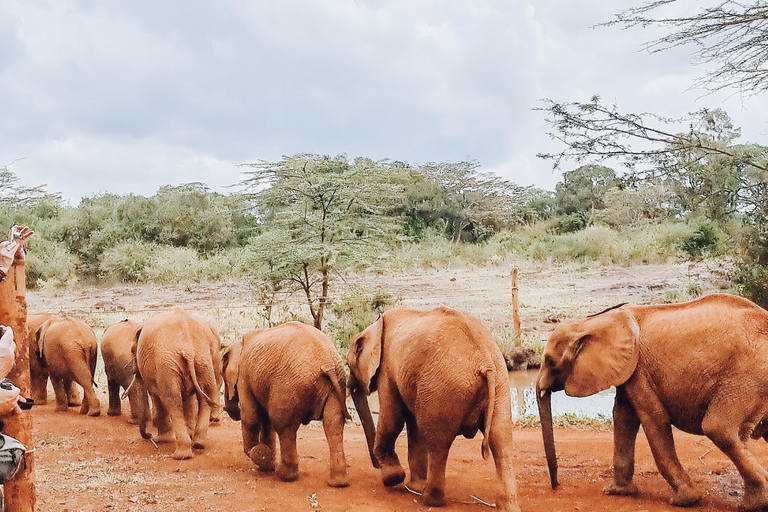 Nairobi; David Sheldrick Elephant Trust Half Day Tour