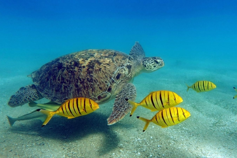 Marsa Alam: boottocht snorkelen met zeeschildpadden & lunch