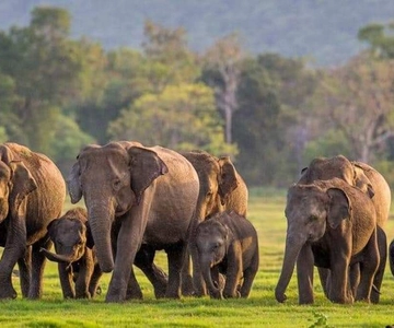 From Sigiriya: Minneriya National Park Elephant Safari