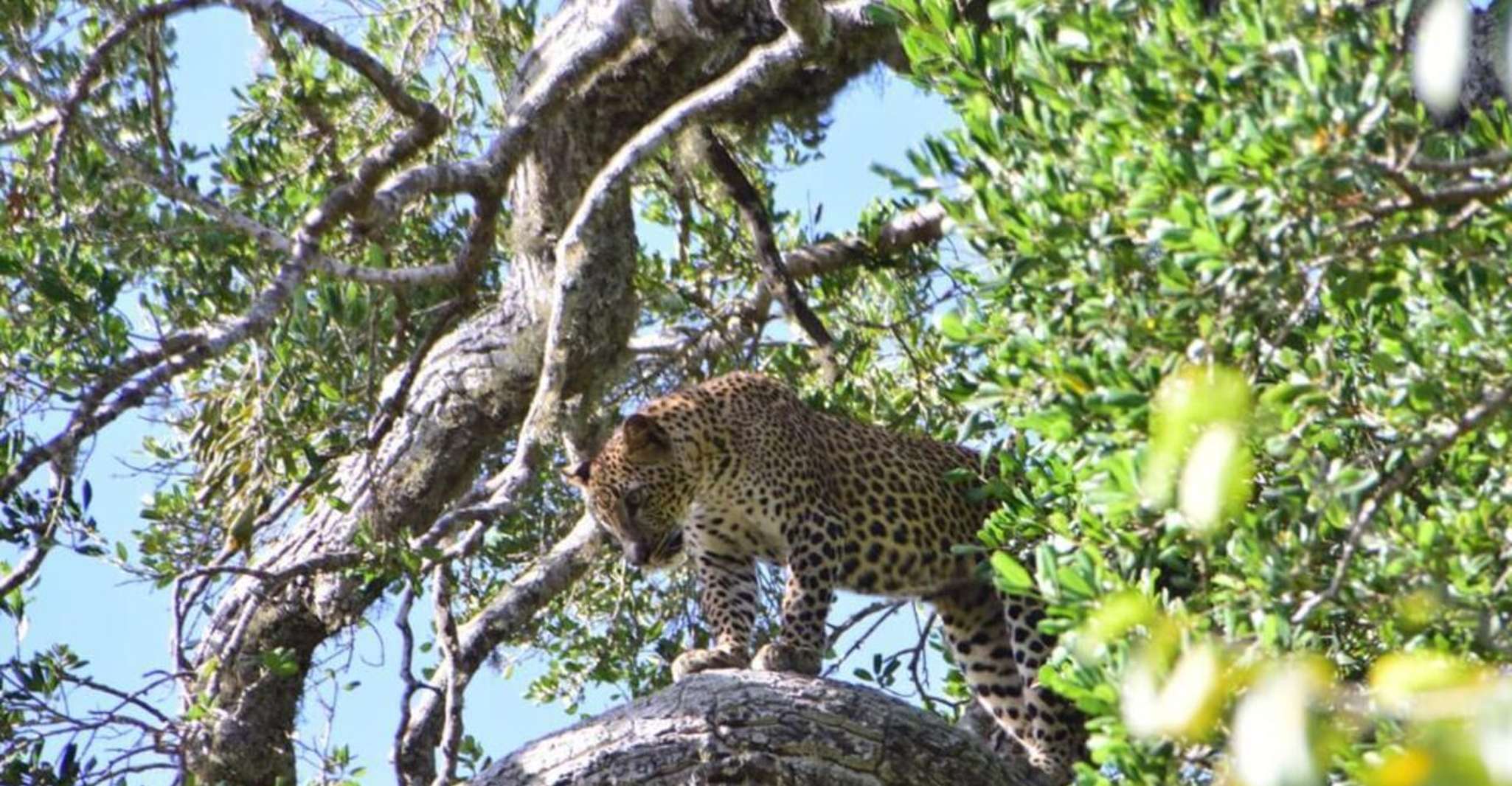 Yala National Park Ganztägige Safari - Hizvo