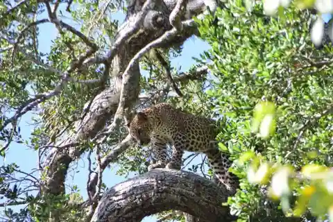 Yala National Park Full Day Safari