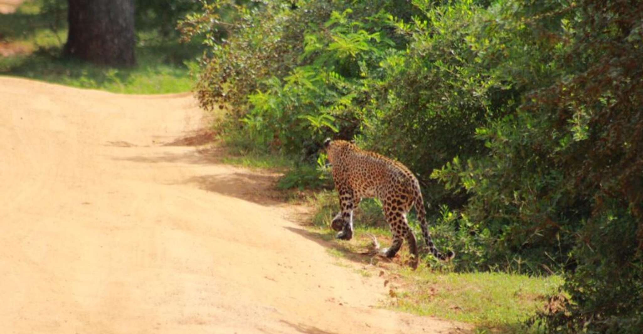 Yala National Park Ganztägige Safari - Hizvo