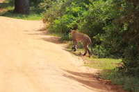 Parco nazionale di Yala Safari giornata intera - Hizvo