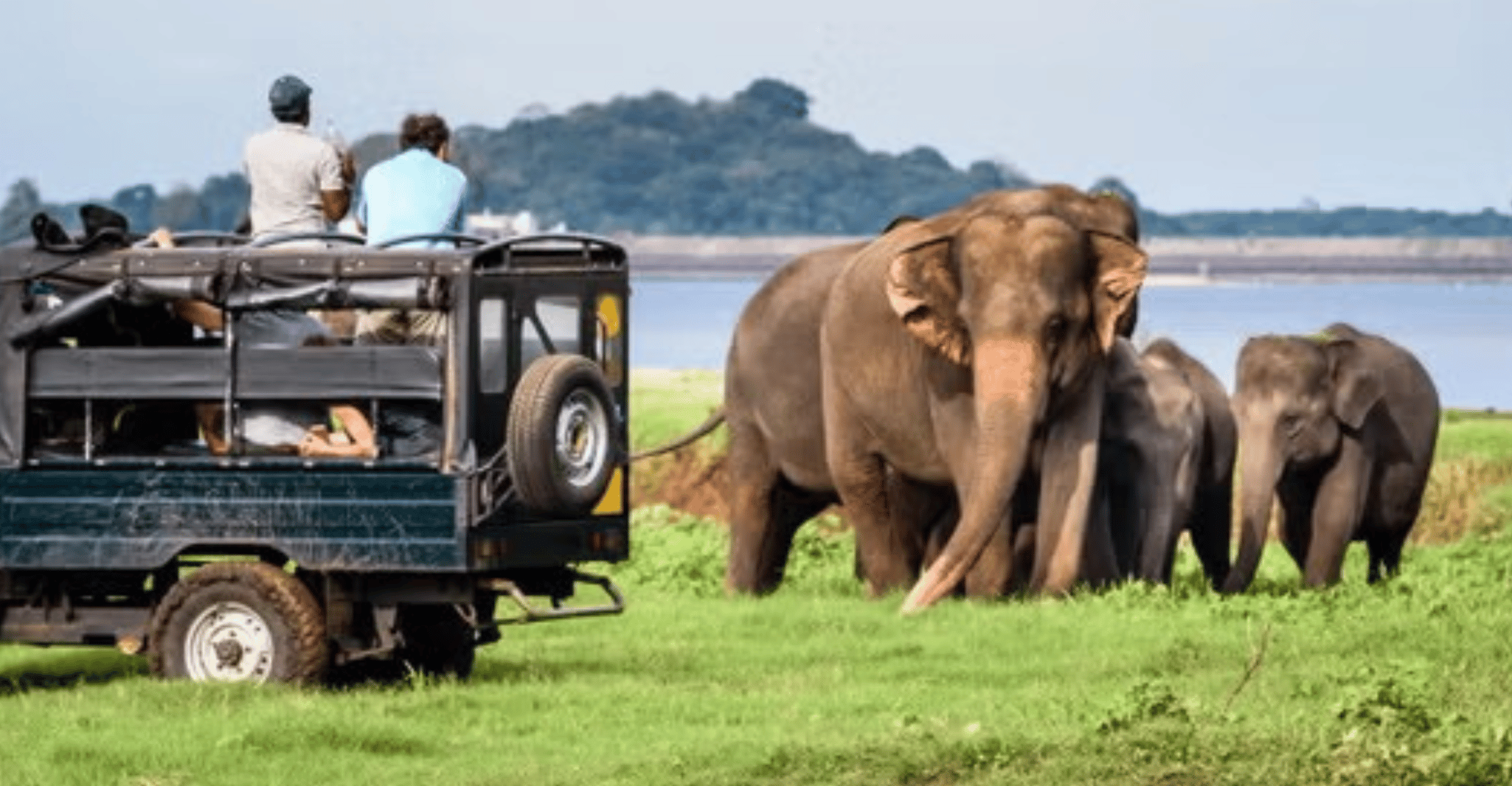Yala All Inclusive Safari Tour con ingresso gratuito e cibo - Hizvo
