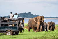 Yala All Inclusive Safari Tour con ingresso gratuito e cibo - Hizvo