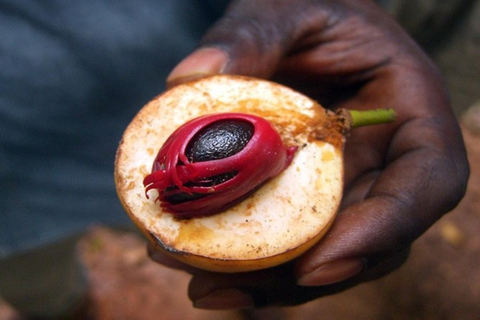 Zanzibar: tour a piedi delle spezie con guidaCon il servizio di prelievo in hotel di Stone Town Vs Guida francese