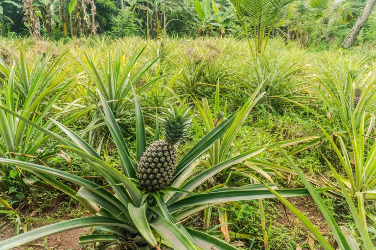 Zanzibar : Visite à pied des épices avec guideZanzibar : Visite à pied des épices avec guide français