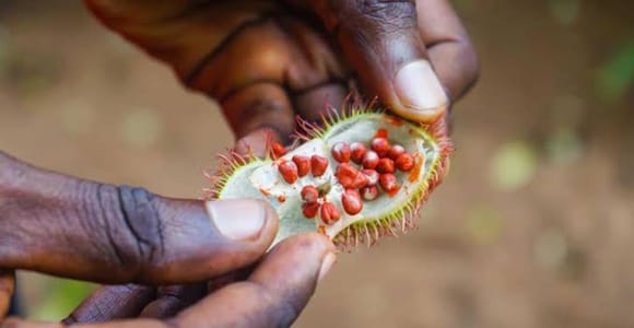 Zanzibar: Walking Spice Tours with Guide