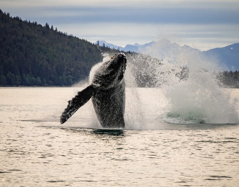 Juneau: Mendenhall Glacier Waterfall & Whale Watching Tour | GetYourGuide