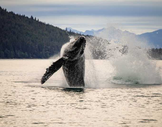 Juneau: Mendenhall Glacier & Whale Watching Boat & Bus Tour