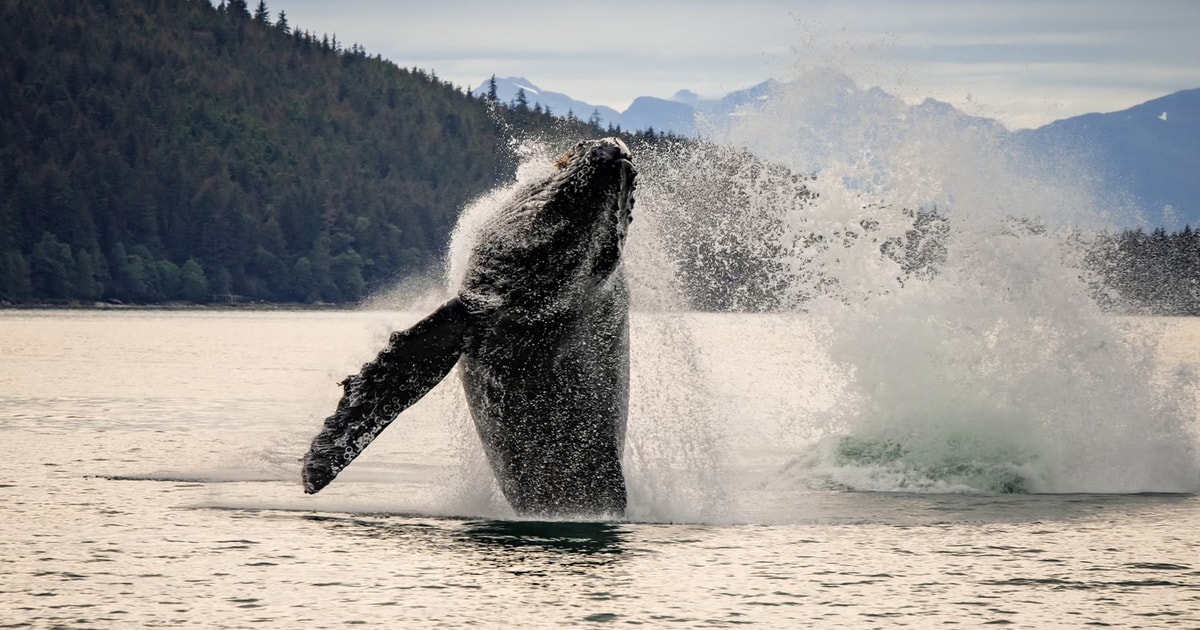 Juneau: Mendenhall Glacier Waterfall & Whale Watching Tour | GetYourGuide