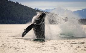 Juneau: Mendenhall Glacier Waterfall & Whale Watching Tour