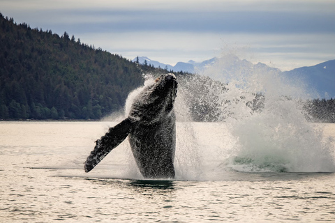 Juneau: Mendenhall Glacier Waterfall & Whale Watching Tour