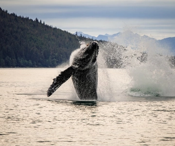 Juneau: Mendenhall Glacier Waterfall & Whale Watching Tour