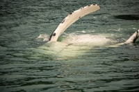 Juneau, Mendenhall Glacier Waterfall & Whale Watching Tour - Housity