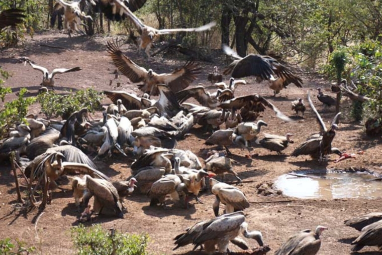 Chutes Victoria : Safari aux vautours et promenade dans la brousseSafari guidé pour les vautours sans promenade dans la brousse