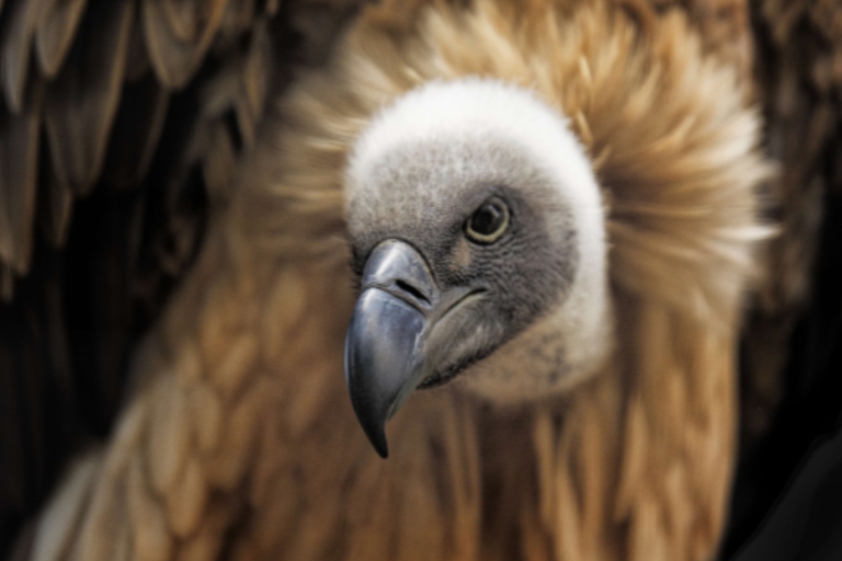 Chutes Victoria : Safari aux vautours et promenade dans la brousseSafari guidé pour les vautours sans promenade dans la brousse