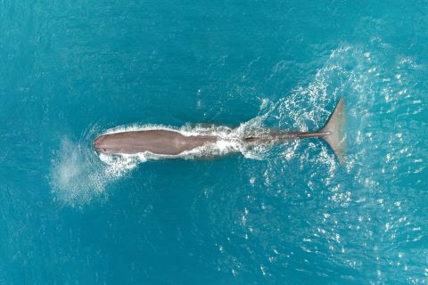Kaikoura: Extended Whale Watching Flight