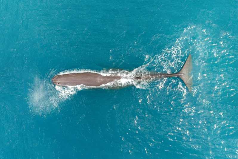 Kaikoura: volo di 40 minuti per l'osservazione delle balene con commento