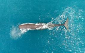 Kaikoura: 40-Minute Whale Watching Flight with Commentary