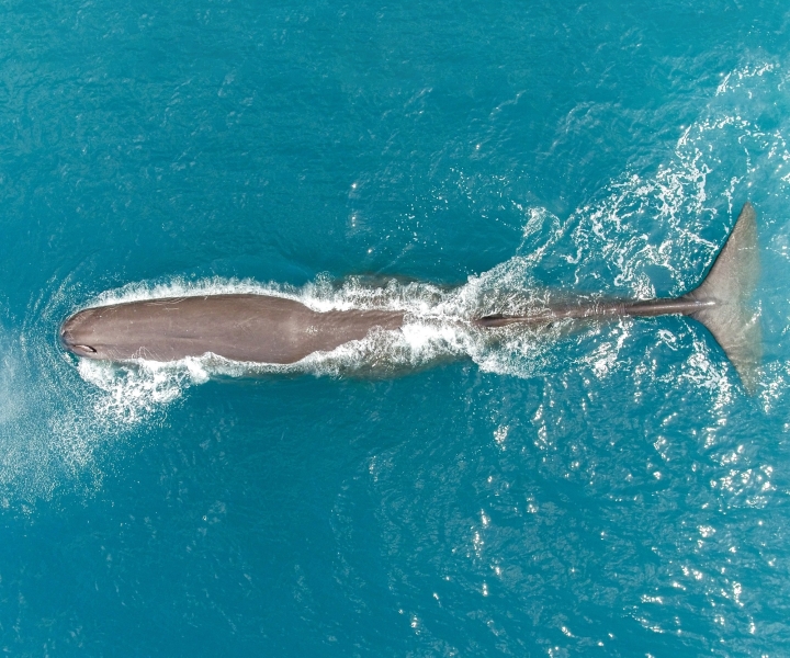Kaikoura : Vol prolongé d'observation des baleines