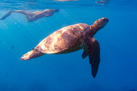 From Waikiki: Turtle Canyon Snorkeling Tour