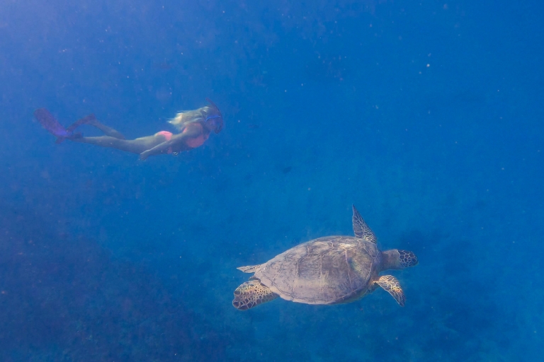 Turtle Canyons Snorkel Tour (wycieczka w małej grupie)