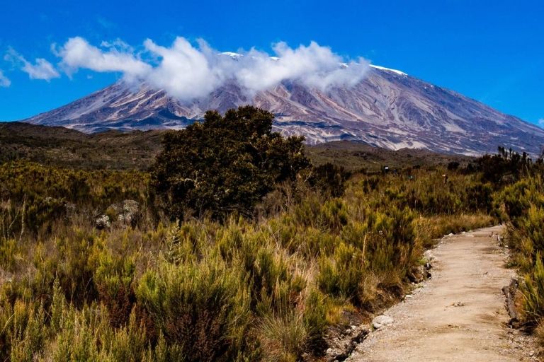 8 dagen beklimming van de Kilimanjaro via de Lemosho route