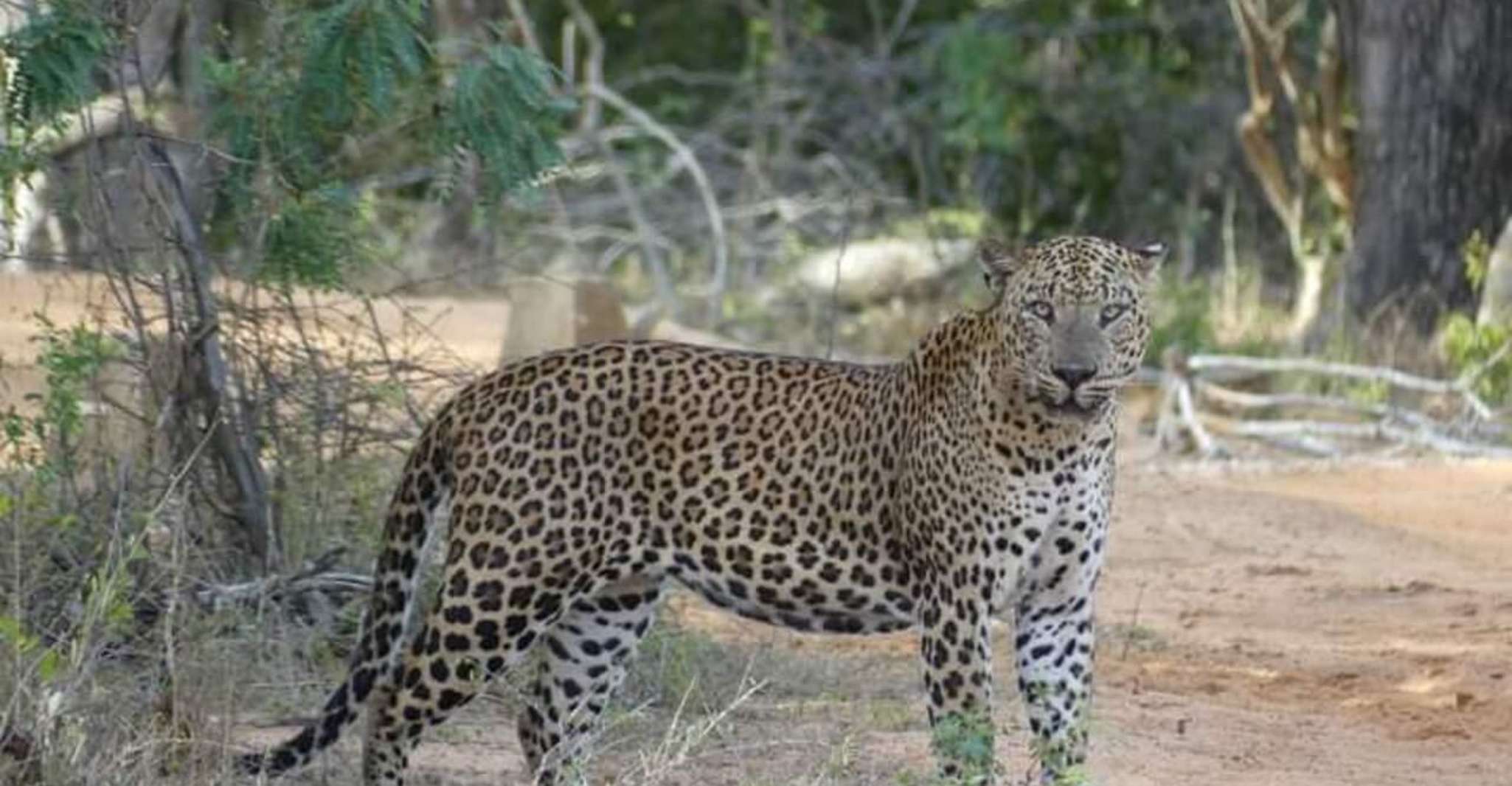 Yala National Park Budget Safari - Hizvo