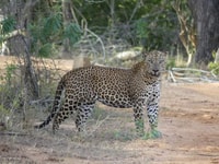 Safari du budget du parc national Yala - Hizvo