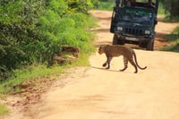 Safari du budget du parc national Yala - Hizvo