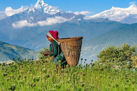 Depuis Pokhara : Randonnée guidée d'une journée de Dampus à Australian CampDepuis Pokhara : Randonnée d'une journée de Dampus à Australian Camp