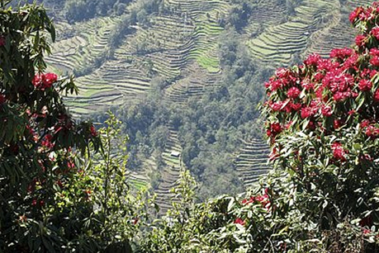 Depuis Pokhara : Randonnée guidée d'une journée de Dampus à Australian CampDepuis Pokhara : Randonnée d'une journée de Dampus à Australian Camp