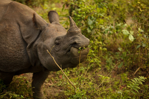 Kathmandu: 3-daags Chitwan Jungle Safari Tour-pakket