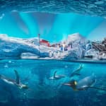 Abu Dhabi: biglietto d'ingresso per SeaWorld ed esperienze opzionali