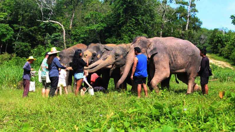 Пхукет: небольшая группа Ethical Elephant Sanctuary с обедом
