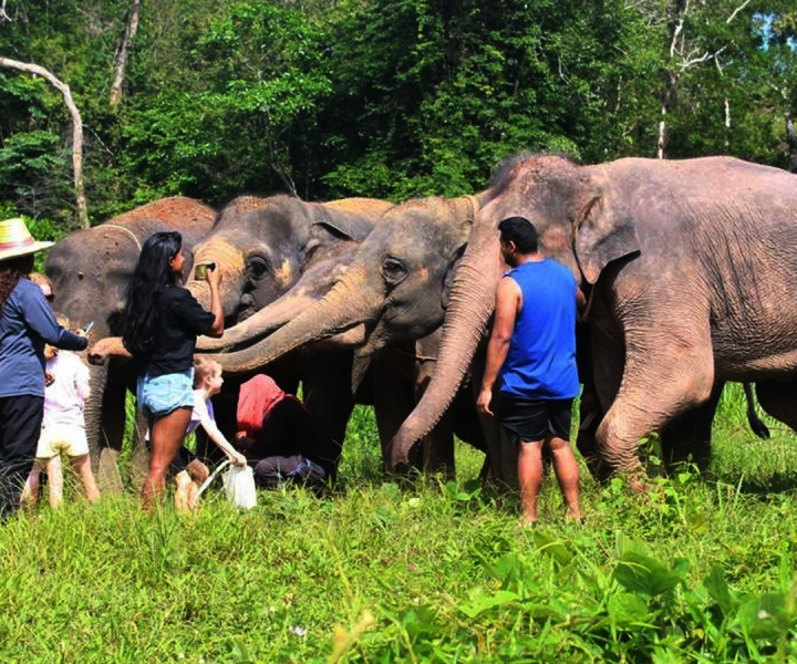 Phuket: tour per piccoli gruppi al santuario degli elefanti con pranzo