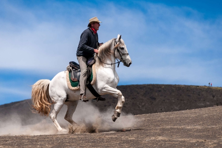 Île de Faial : Randonnée à cheval (3 heures - cavaliers expérimentés)