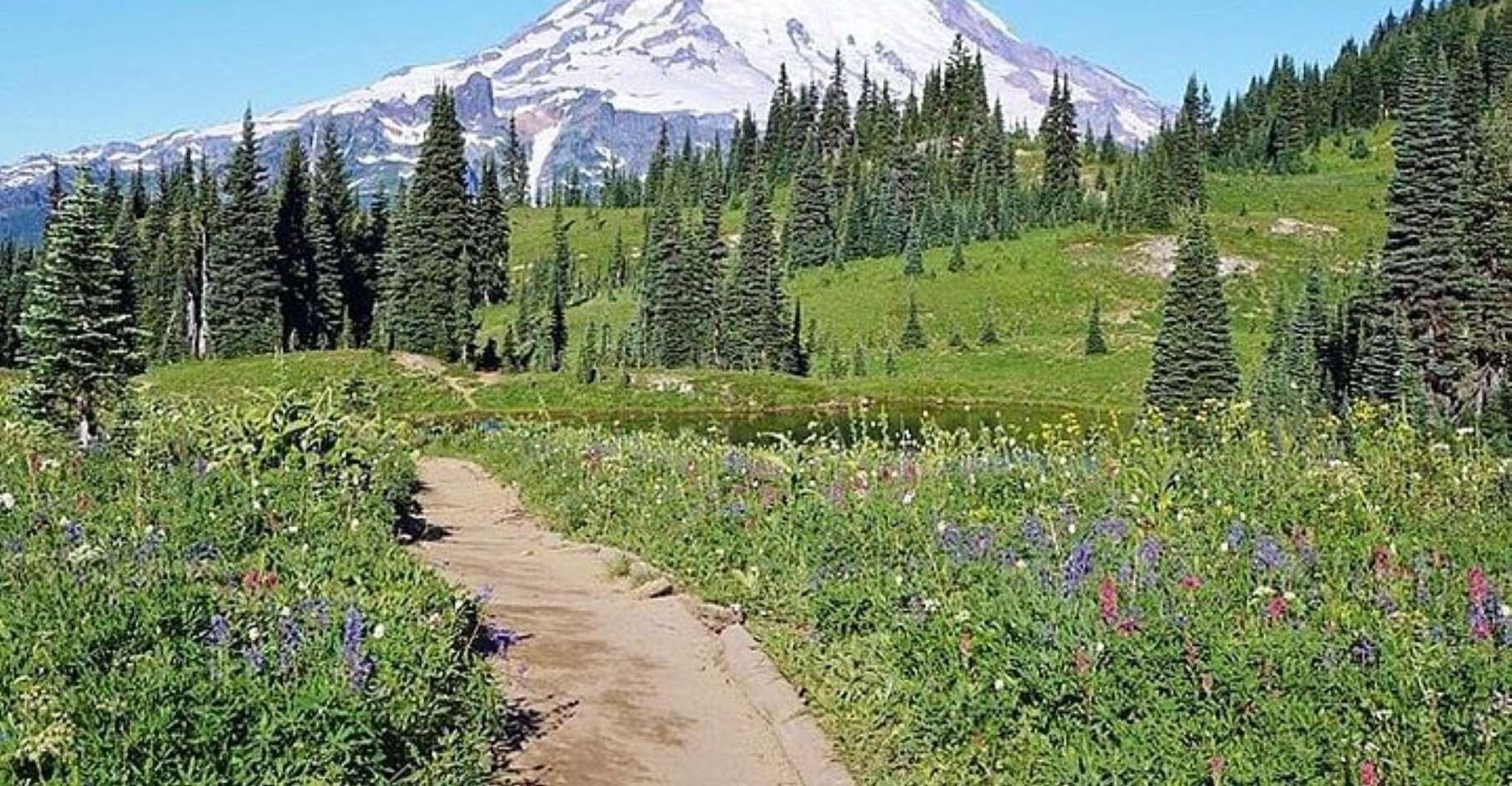 De Seattle, visite privée du parc national Mt Rainier - Hizvo